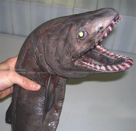 Russian Fisherman Shares Scary Photos of Deep-Sea Creatures | PetaPixel