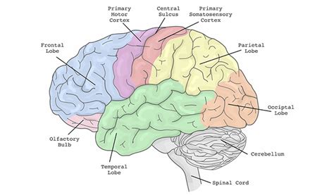 The Role of Brain Mapping in Understanding Mental Health Disorders ...