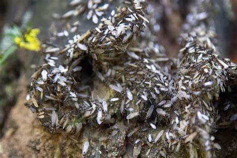 Why Is There No King Ant? 5 Interesting Facts About Ant Colonies - A-Z ...