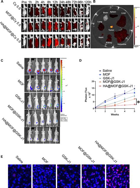 A Typical Fluorescence Images Of CR SKOV 3 Tumor Bearing Mice For Up