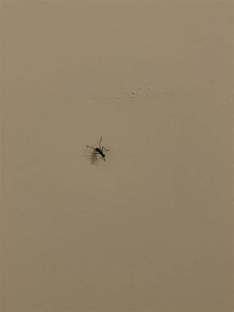 Colorado - flying ant/mosquito looking bug might have come from new