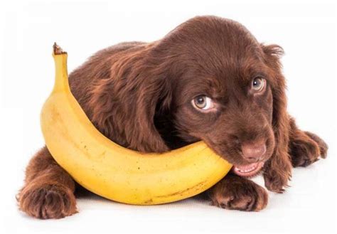 D Rfen Hunde Bananen Essen Passion Hund