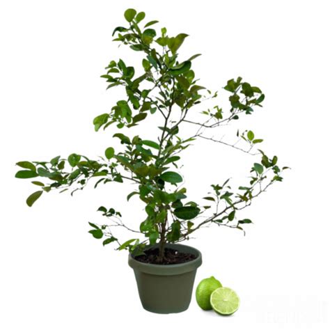 Live Lime Tree Premium Citrus Lime Plant Year Round Fruit Production