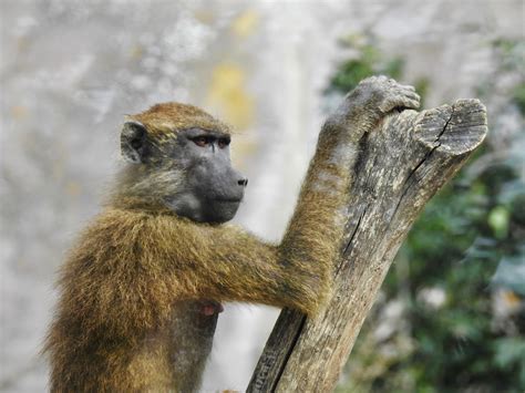 Guinea Baboon | SIMILAR BUT DIFFERENT IN THE ANIMAL KINGDOM