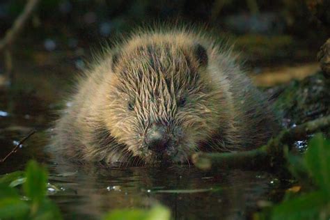 Species reintroductions — Kernow Conservation