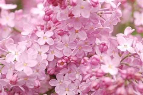 Pink Lilac Lilac Lilac Tree Pink