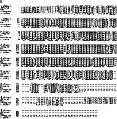 Wnt Pathway Components Orient A Mitotic Spindle In The Early