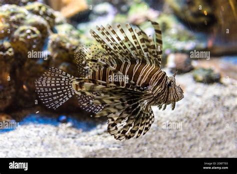 A Venomous Lionfish swimming in fish tank. It is a popular marine aquarium fish. The red ...