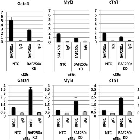 Baf A Modulates Brg Occupancy At Cardiac Genes Chip Assay With