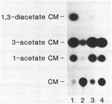 Phorbol Ester Inducibility Of Episome Based Sv Early And Rsv Ltr