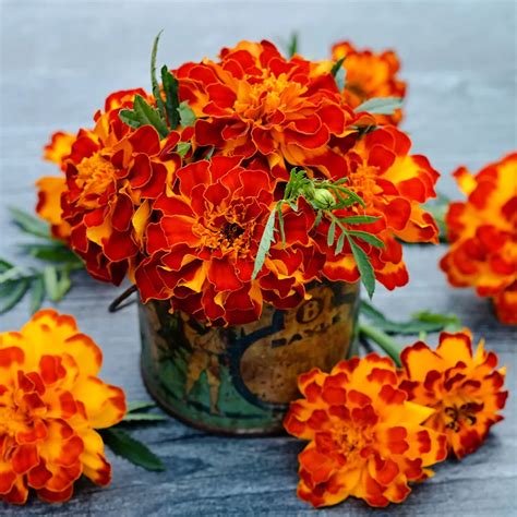 Safari Scarlet Marigold Seeds Rareseeds