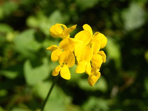 Birdsfoot Trefoil Lotus Corniculatus Identification And Facts