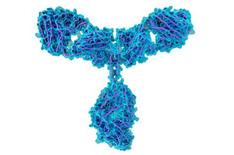 What are antibodies and what is their function? – Archyde