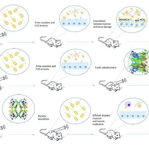 Pdf Targeting The Immune System With Plant Lectins To Combat