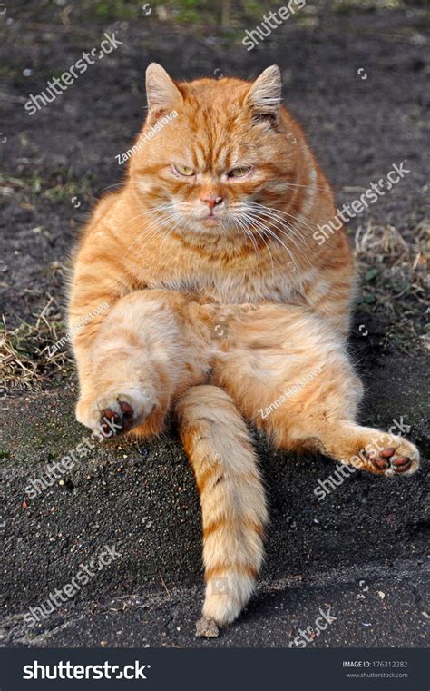 Funny Cat Sitting On His Back Stock Photo 176312282 | Shutterstock