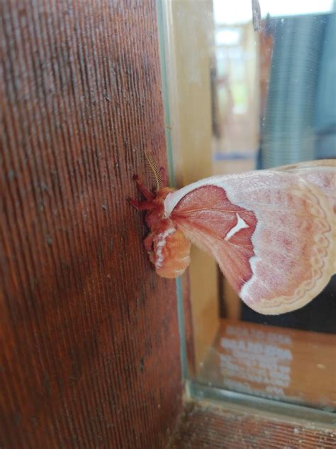 Found this in the moubtains of Gatlinburg TN : r/moths
