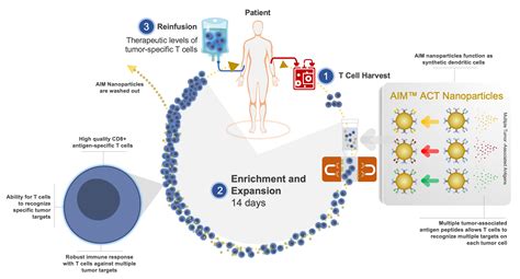 Aim™ Act Adoptive Cellular Therapy Neximmune