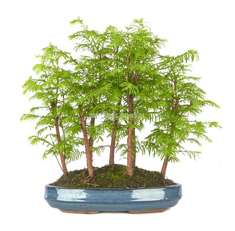 Bonsai Metasequoia Glyptostroboides Brooklynpolf