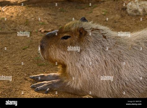 Capybara Full Body Profile Of The Worlds Largest Rodent At San Antonio