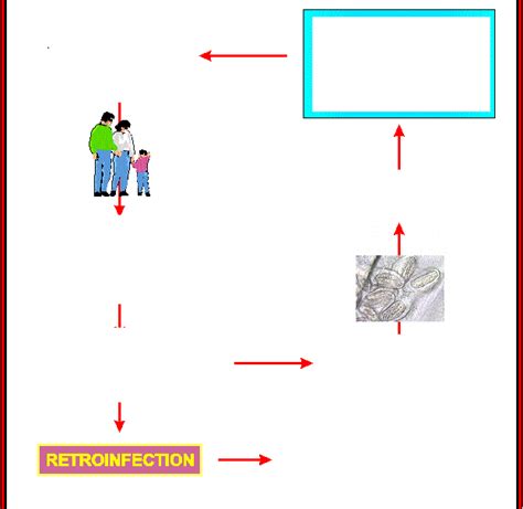 Pinworm Life Cycle Diagram | Quizlet