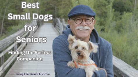 Best Small Dogs for Seniors: Finding the Perfect Companion