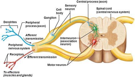 Dorsal Root Ganglion Neuron