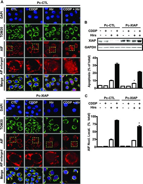 Hirsutenone Facilitated CDDP Induced Apoptosis In Chemoresistant OVCA