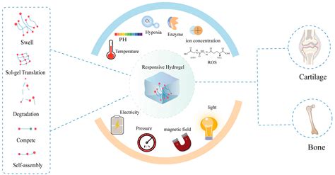 Pharmaceutics Free Full Text Applications Of Stimuli Responsive