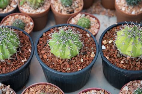 Small cactus in the pots stock photo. Image of botanic - 64620140