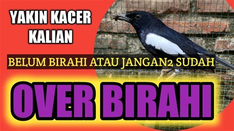 Cara Mengetahui Kacer Over Birahi Atau Kurang Birahi YouTube