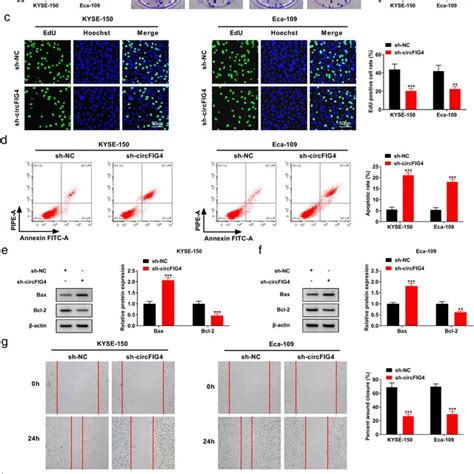 Downregulated Circfig Inhibited Ec Cell Proliferation And Metastasis