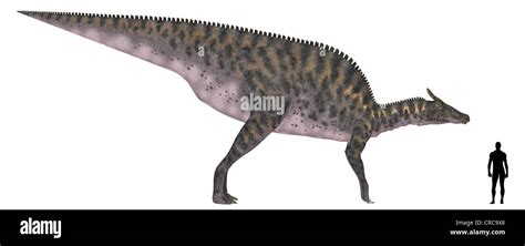 Illustration of a comparison of the size of an adult Saurolophus with an average adult male ...