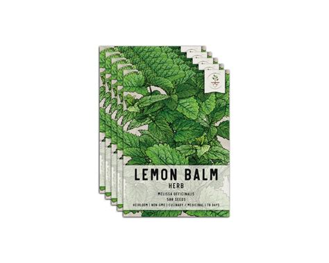 How To Grow Lemon Balm Seeds Storables