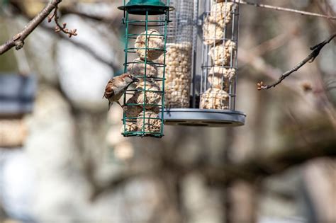 Premium Photo | House sparrow feeding on feeder