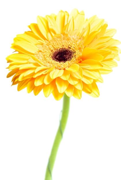 Premium Photo A Yellow Flower With A Green Stem And A Red Center