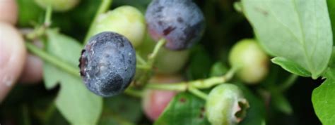 Blauwe Bessenstruiken Kopen Vanaf 6 99 Fruitbomen Net