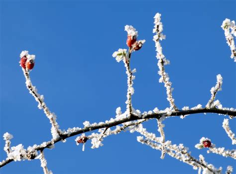 Fotos Gratis Rbol Naturaleza Rama Flor Nieve Invierno Cielo