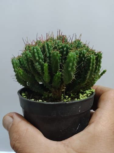 Euphorbia Submammillaris Muda Segredos Da Terra Cactos E Suculentas