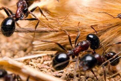 ¿cómo Ahuyentar A Las Hormigas De Tu Hogar El Carabobeño