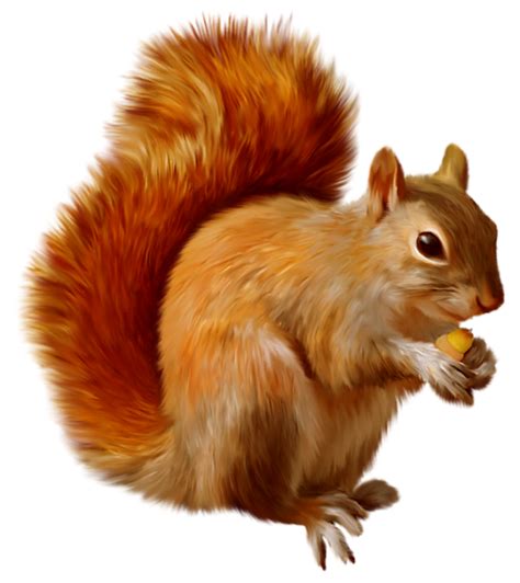 Download High Quality Squirrel Clipart Small Transparent Png Images