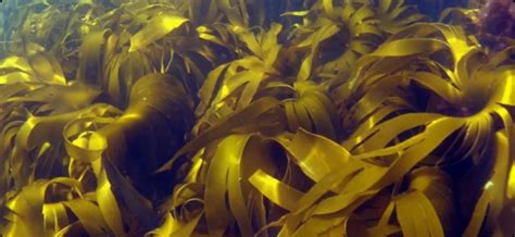 Tangle Cuvie Laminaria Hyperborea Seaweed Solutions