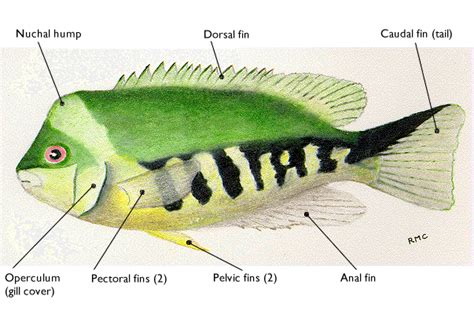 What is the operculum? | Socratic