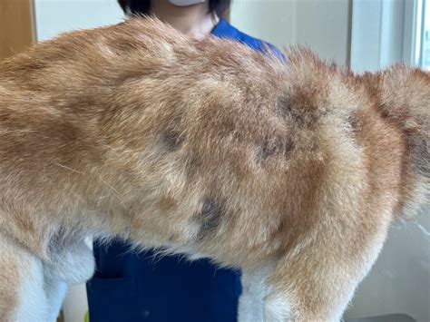 犬の膿皮症 いわき総合どうぶつ診療センター さかい動物病院 症例紹介