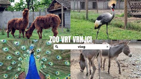 Vlog Zoo Vrt Vrnjci Youtube