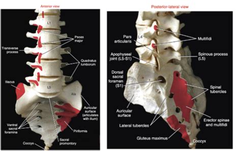 lumbar and pelvis anatomy Flashcards | Quizlet