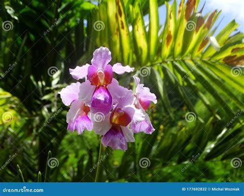 Palms, Orchids and Other Plants at Garden of the Sleeping Giant, Popular Attraction, Fiji Stock ...