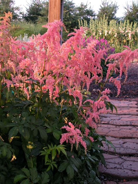 Hardy Flowering Plants For Shade - Fanny Healthy Life