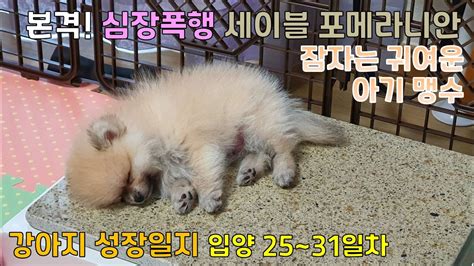 강아지 성장과정 강아지 성장일지 세이블 포메라니안 입양25~31일차 애견 반려견 육성 브이로그 Pet Dog