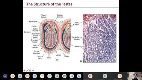 Male Reproductive System Youtube