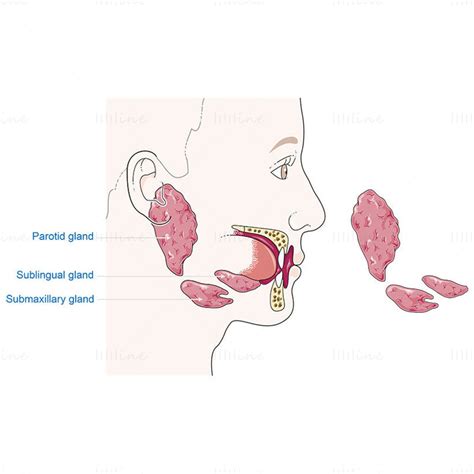 Salivary glands vector